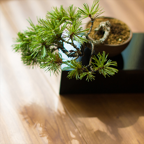 ミニ盆栽