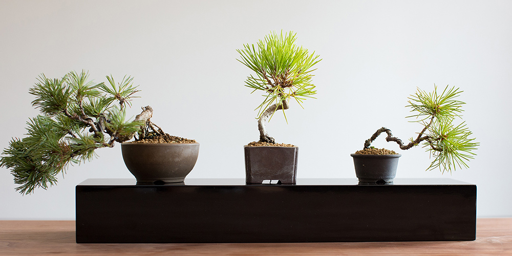 ミニ盆栽専門 卸売サイト